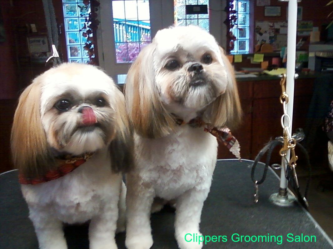 Clippers Grooming Salon